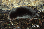 Parascalops breweri, Hairy-tailed Mole
